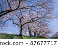 A person walking along a row of cherry blossom trees in full bloom on a sunny day 87677717