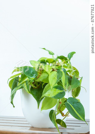 Philodendron Brasil is a trailing houseplant in the interior on a 87677821