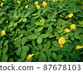 Little yellow flowers with green leaf background, close up 87678103
