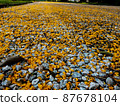 A yellow flowers falling on the ground 87678104