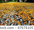 A yellow flowers falling on the ground 87678105