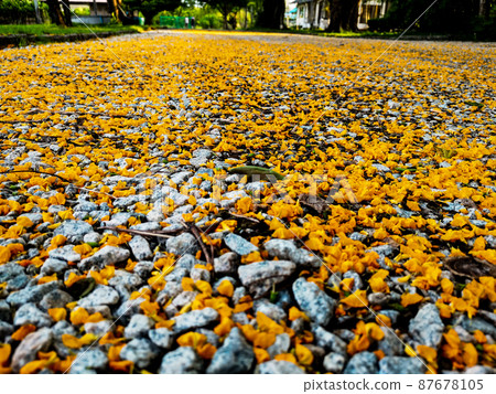 A yellow flowers falling on the ground 87678105