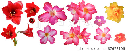 a set of colorful flower isolated on white 87678106