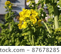 油菜花和蜜蜂 87678285