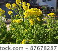 強姦開花 87678287