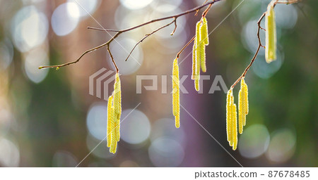 Close-up of yellow flowering hazelnut catkins earrings on blurred background of lot beautiful and allergenic hazel catkins Corylus avellana or Corylus maxima. Selective focus on single catkins Close-up of yellow flowering hazelnut catkins earrings on blurred background of lot beautiful and allergenic hazel catkins Corylus avellana or Corylus maxima. Selective focus on single catkins 87678485