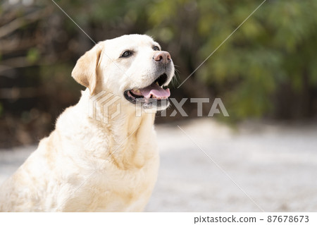 拉布拉多獵犬微笑 87678673