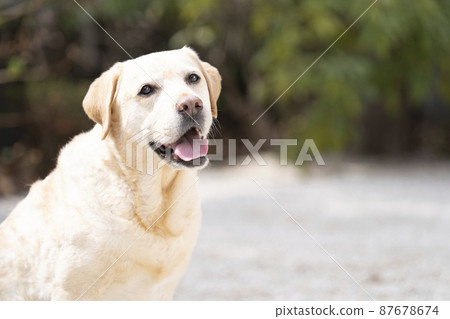 拉布拉多獵犬微笑 87678674