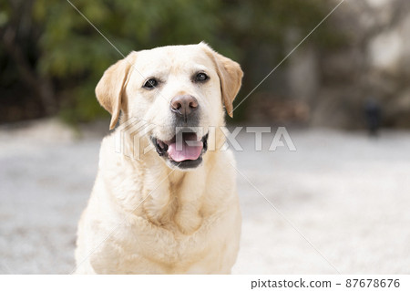 拉布拉多獵犬微笑 拉布拉多獵犬微笑 87678676