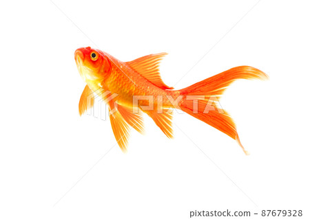 Gold fish Isolation on the white background. Gold fish Isolation on the white background. 87679328