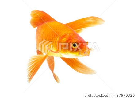 Gold fish Isolation on the white background. Gold fish Isolation on the white background. 87679329