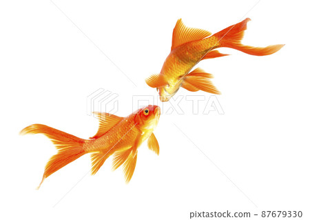Gold fish Isolation on the white background. Gold fish Isolation on the white background. 87679330