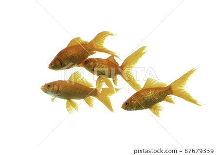 Gold fish Isolation on the white background. Gold fish Isolation on the white background. 87679339