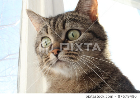 Cute young cat sitting by the window. High quality photo 87679486