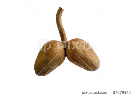 Mahogany seeds 87679543