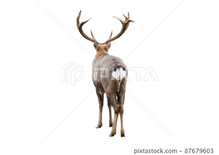 The dappled deer with huge horns is isolated on white background. Dappled deer close up back view. Deer butt 87679603