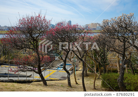 Kosuge West Park promenade plum grove, Japanese allspice, and leaf peony Kosuge West Park promenade plum grove, Japanese allspice, and leaf peony 87680291