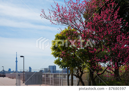 小菅西公園的梅林和東京晴空塔 87680397