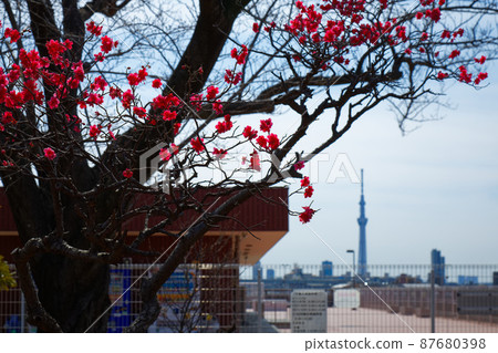 小菅西公園的梅林和東京晴空塔 87680398