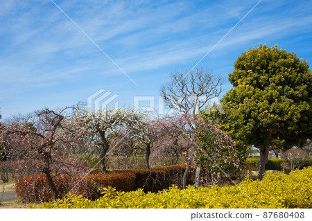 Umebayashi and blue sky in Kosuge West Park Umebayashi and blue sky in Kosuge West Park 87680408