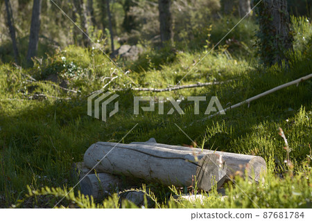 Wooden bench in the middle of the forest 87681784