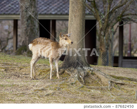 奈良公園的小鹿 87682450