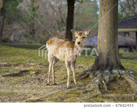 奈良公園的小鹿 奈良公園的小鹿 87682455