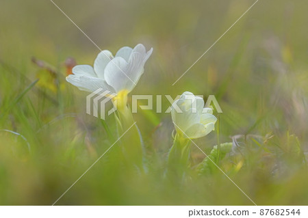 Primula flowers in green grass with nice bokeh 87682544