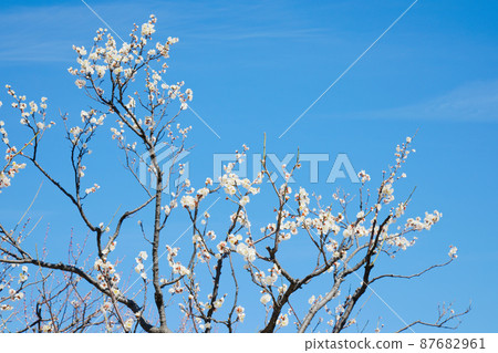 城市農業公園梅林白梅藍天 城市農業公園梅林白梅藍天 87682961