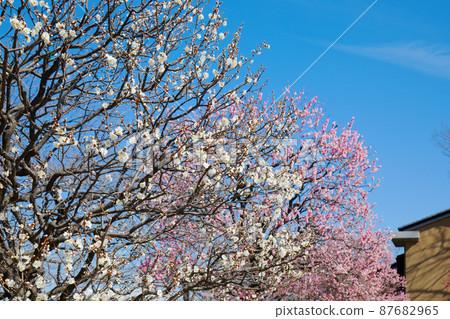 城市農業公園的梅林和藍天 城市農業公園的梅林和藍天 87682965