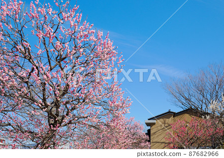 城市農業公園的梅林和藍天 城市農業公園的梅林和藍天 87682966