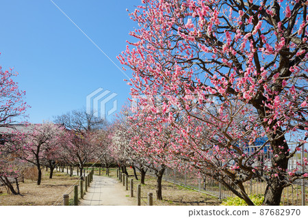 Plum grove and blue sky in urban agricultural park 87682970