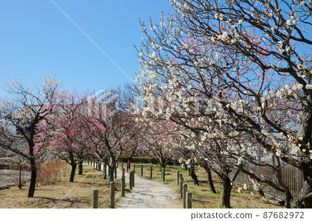 Plum grove and blue sky in urban agricultural park 87682972