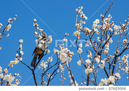 城市農業公園的白李子和白頭翁 城市農業公園的白李子和白頭翁 87683006