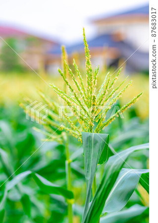 夏玉米雄花[長野縣] 87683017