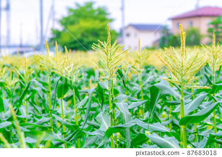 夏玉米雄花[長野縣] 87683018