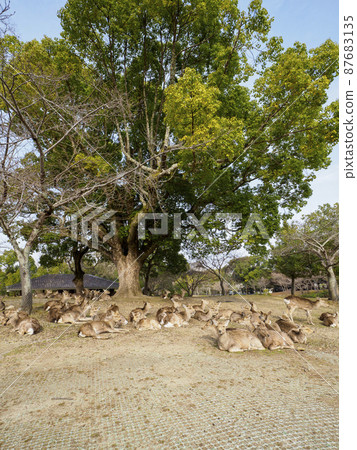 Deer in Nara Park relaxing after a meal Deer in Nara Park relaxing after a meal 87683135