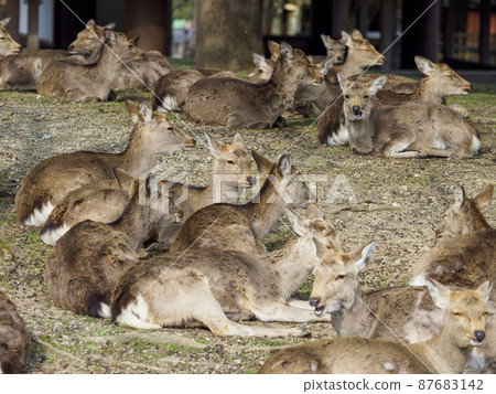 Deer in Nara Park relaxing after a meal 87683142