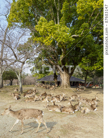 Deer in Nara Park relaxing after a meal 87683147