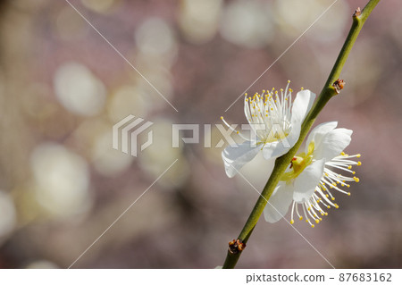 Umebayashi Shiraume Close-up in Urban Agricultural Park 87683162