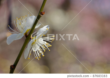 Umebayashi Shiraume Close-up in Urban Agricultural Park 87683163