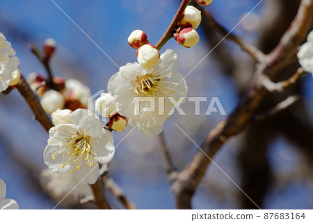 Umebayashi Shiraume Close-up in Urban Agricultural Park 87683164