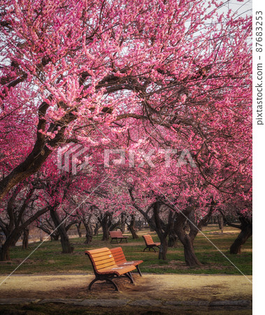 Plum Festival in Senba Park, Mito City, Ibaraki Prefecture 87683253