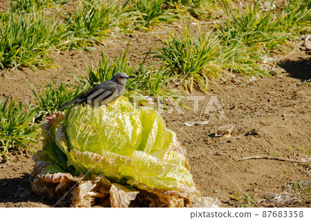 Chinese cabbage and bulbul in the vegetable field of the urban agricultural park 87683358