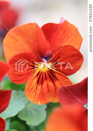 Pansy 0002 87683389