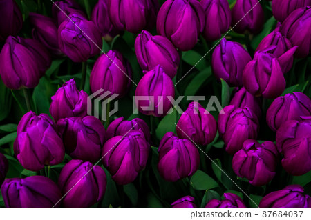 Fresh spring tulips on flower field. Tulip Festival. Easter flowers. 87684037