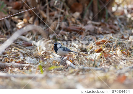 Great tit Great tit 87684464