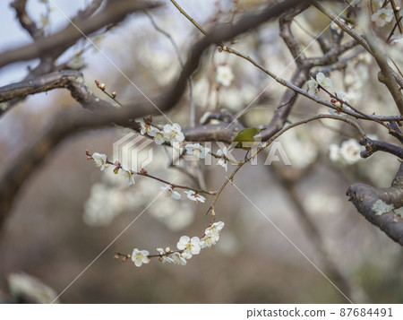 梅花和白眼 87684491