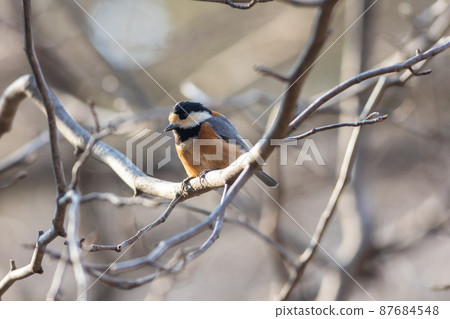 停在樹枝上休息的多變的山雀 87684548