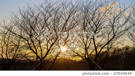 Evening sunlight orange. through the bare spring trees 87684644